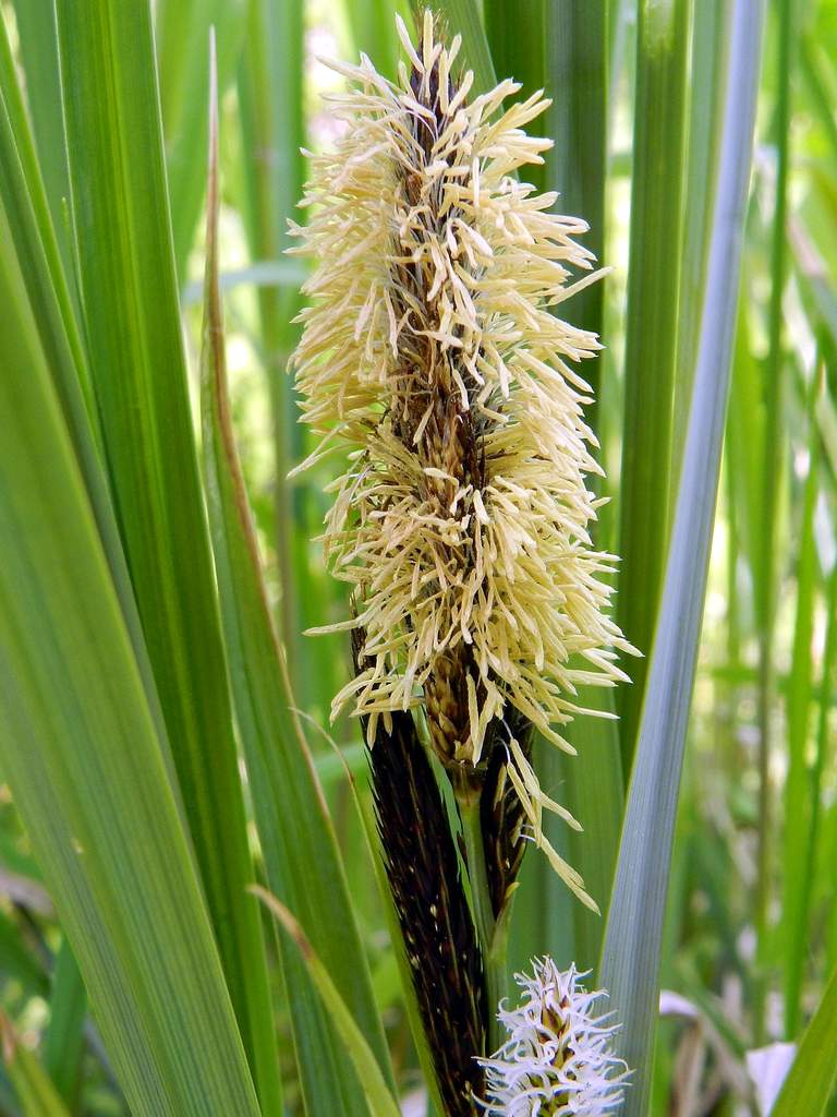 Carex sp.